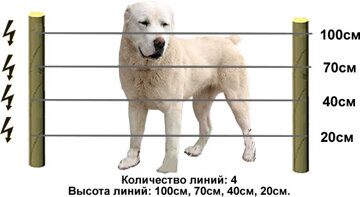 электропастух собаки